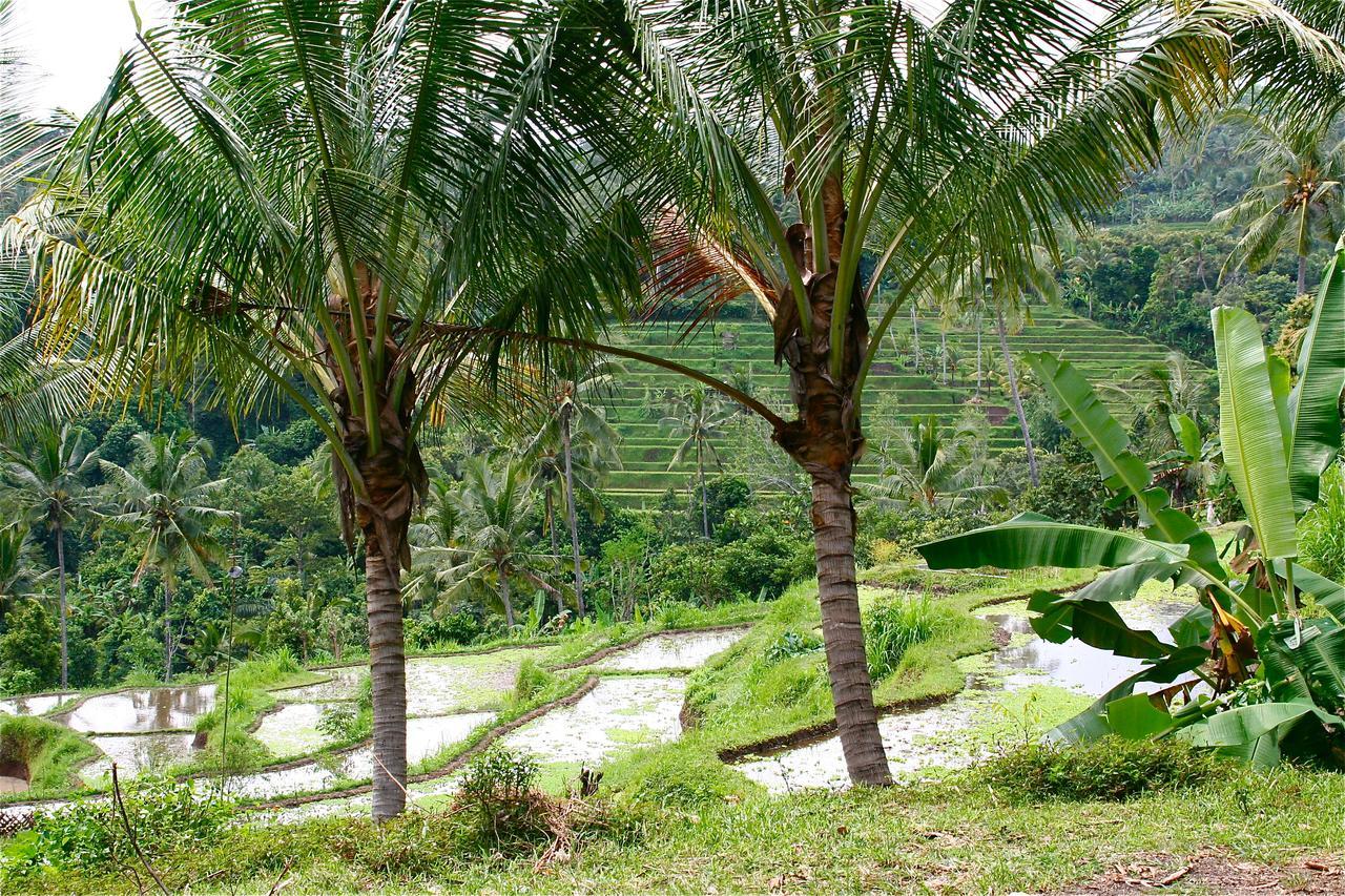 Rumah Kita Lovina Buitenkant foto